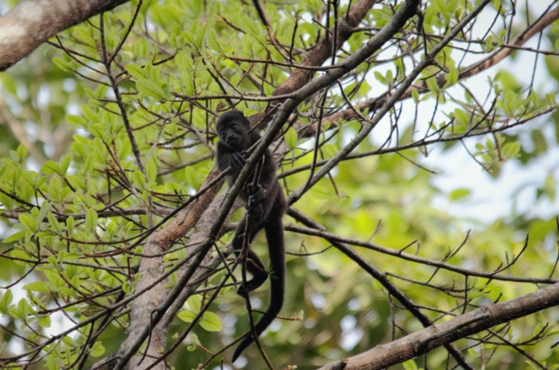 Alouatta palliata