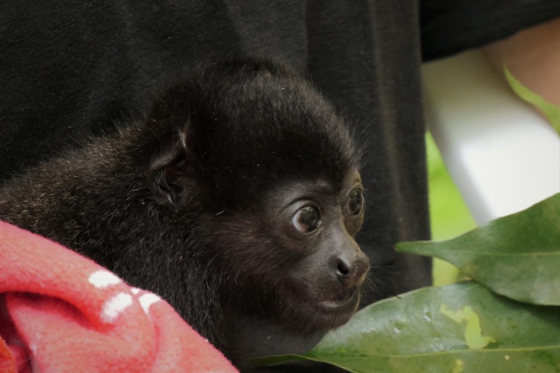 Alouatta palliata