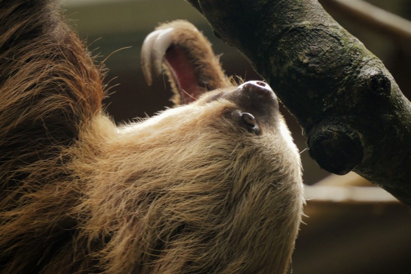 Hoffmans Two Toed Sloth