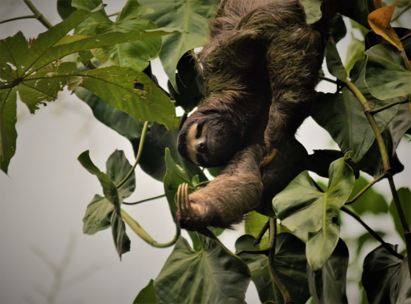 Bradypus variegatus
