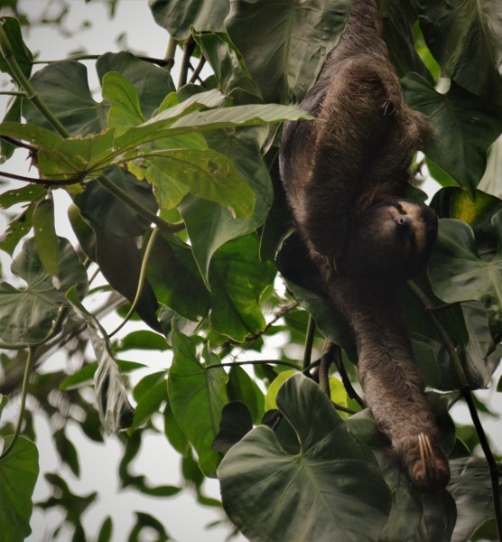 Bradypus variegatus