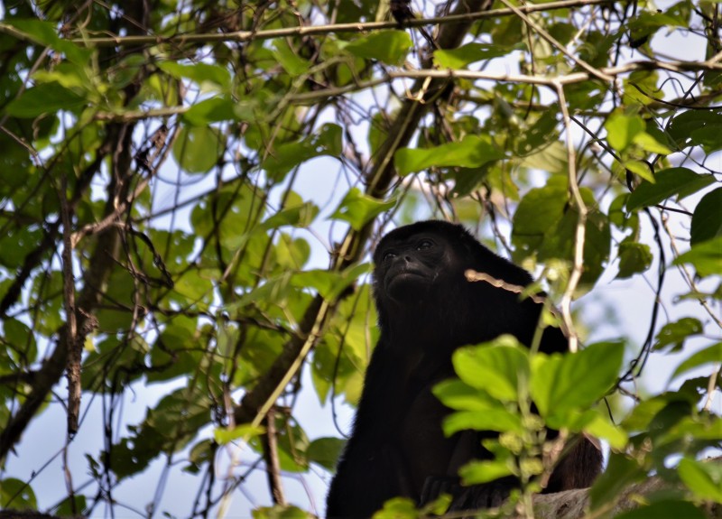Alouatta palliata