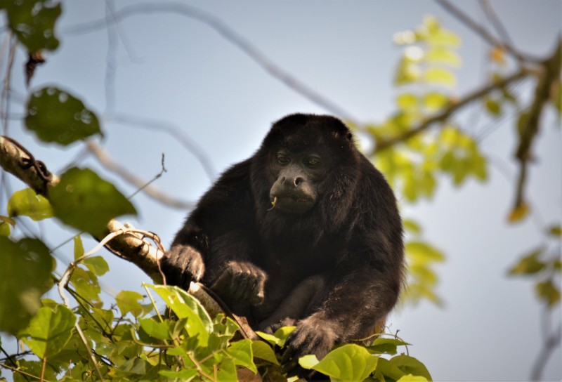 Alouatta palliata