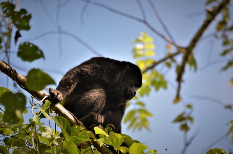 Alouatta palliata