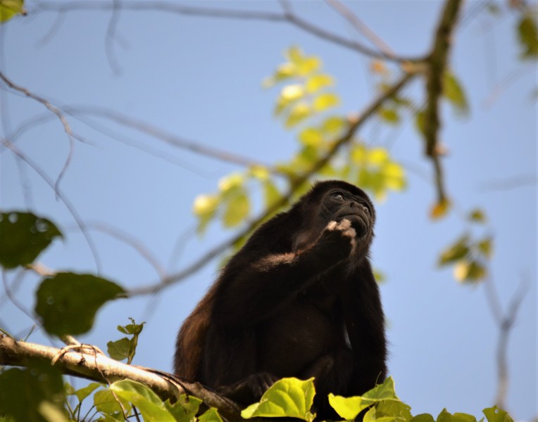 Alouatta palliata