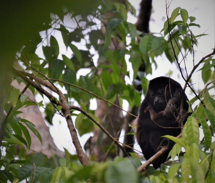 Alouatta palliata