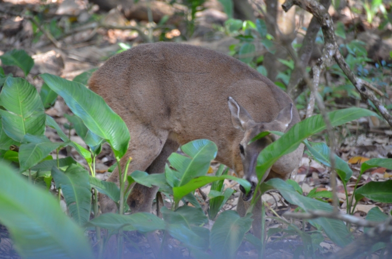 Odocoileus virginianus nemoralis