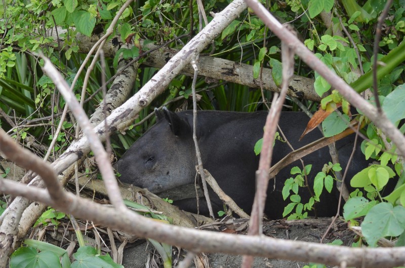 Tapirus bairdii