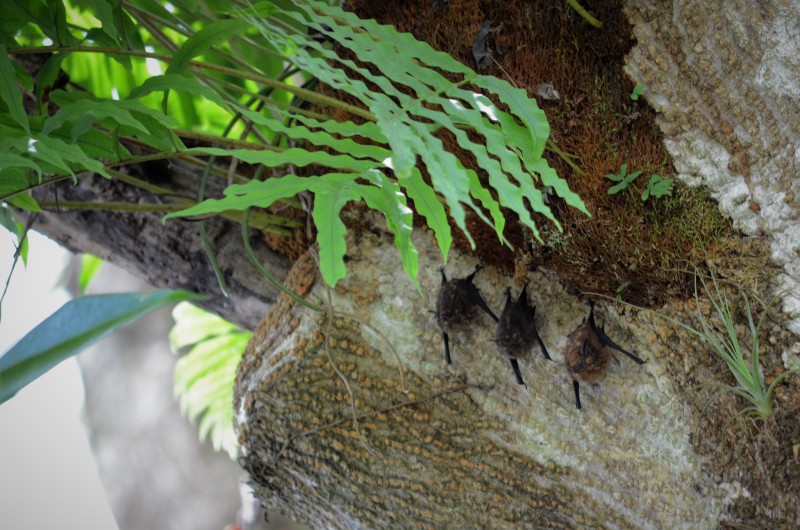 Greater White Lined Bat?