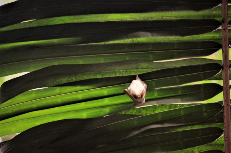 Bat - Species Unknown - Carara, Costa Rica