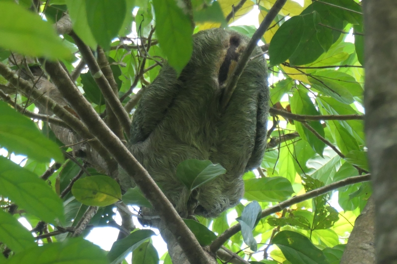 Bradypus variegatus
