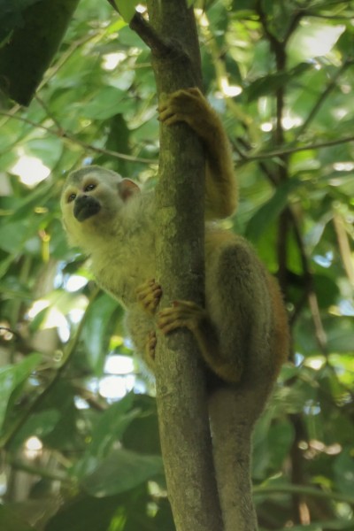 Squirrel Monkey