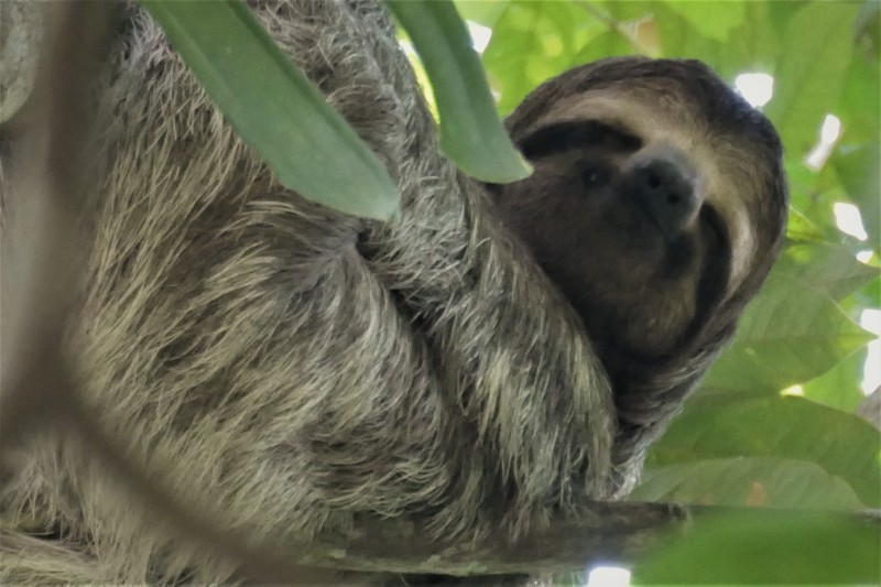 Bradypus variegatus