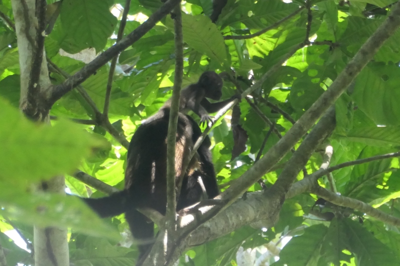 Alouatta palliata