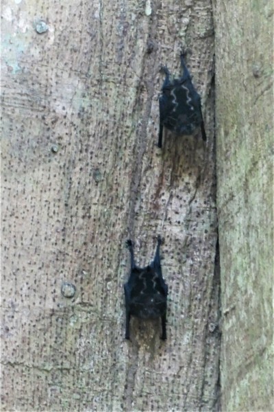 Greater White Lined Bat
