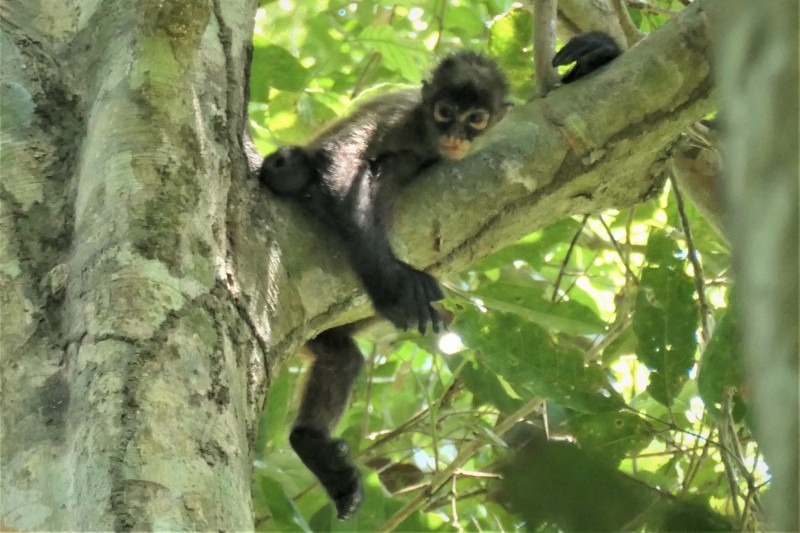 Ateles geoffroyi