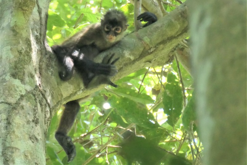 Ateles geoffroyi