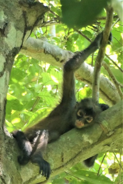 Ateles geoffroyi