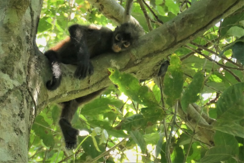Ateles geoffroyi