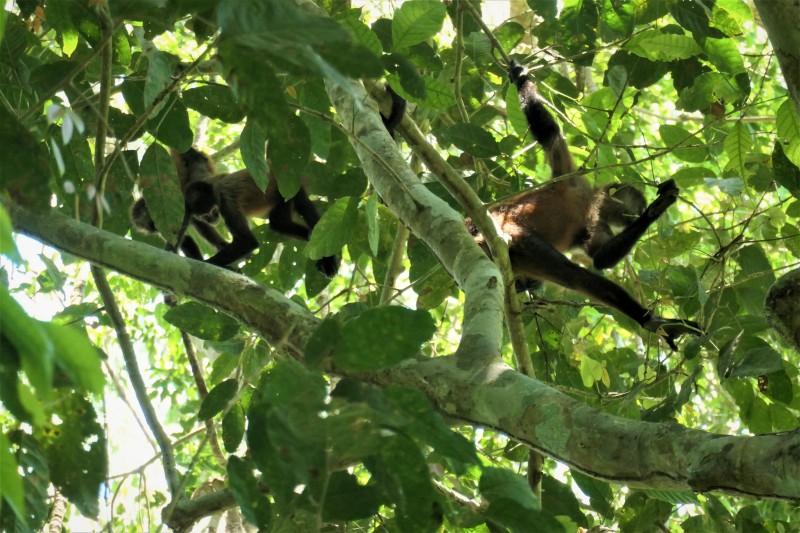 Ateles geoffroyi