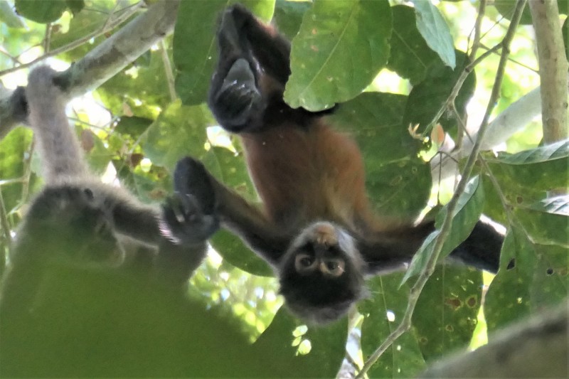 Ateles geoffroyi