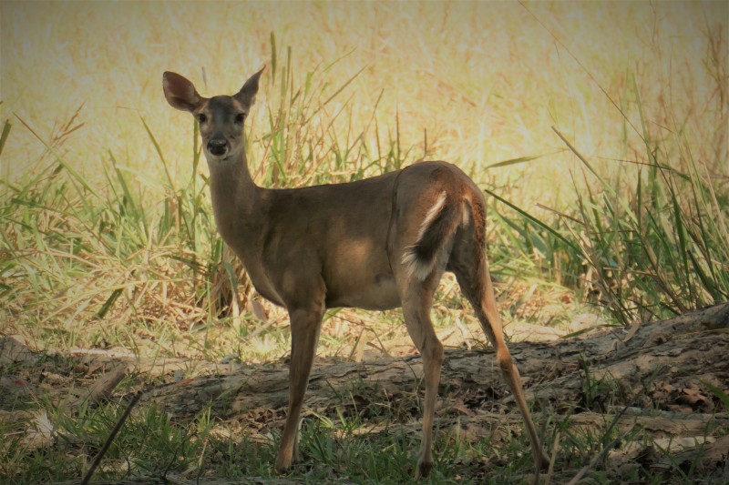 Odocoileus virginianus nemoralis