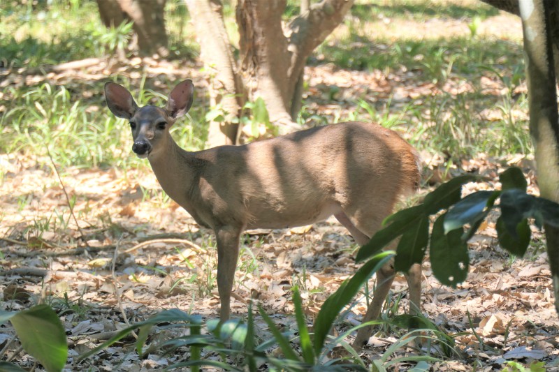 Odocoileus virginianus nemoralis
