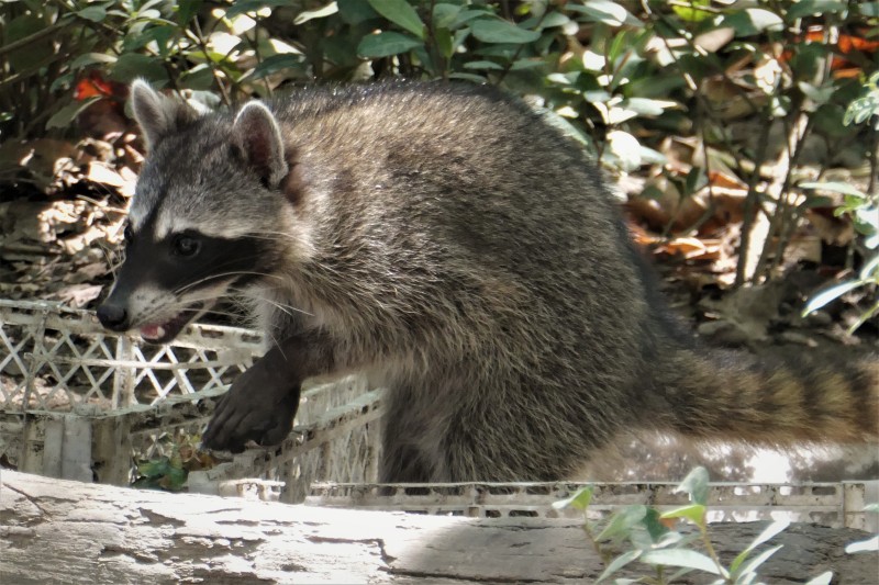 Procyon lotor