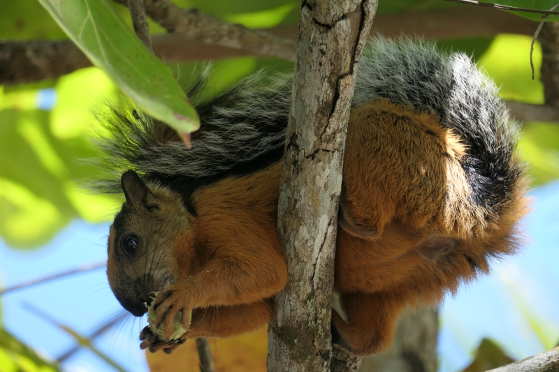 Sciurus variegatoides