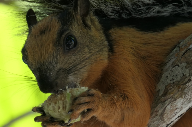 Sciurus variegatoides