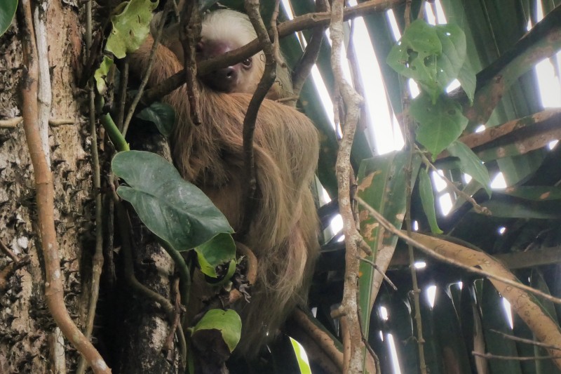 Hoffmans Two Toed Sloth