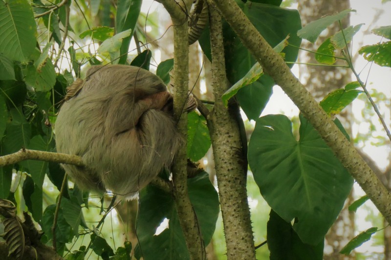 Hoffmans Two Toed Sloth