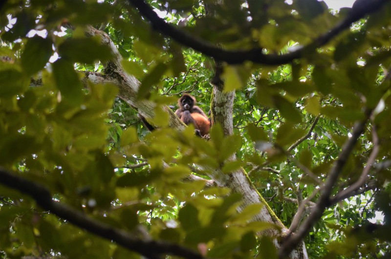 Spider Monkey - Corcovado, Costa RIca