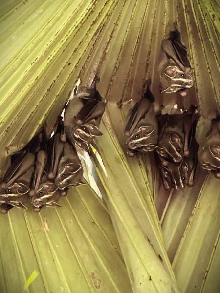Uroderma bilobatum