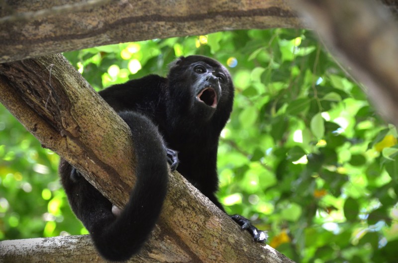 Alouatta palliata