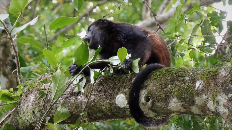 Alouatta palliata