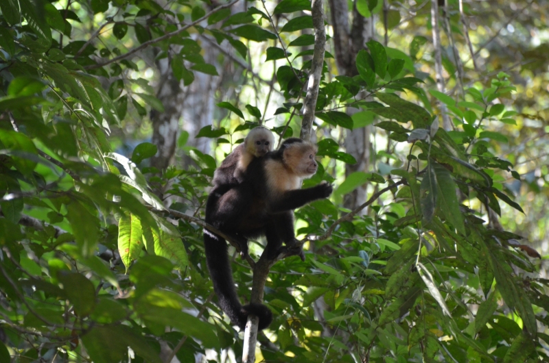 Panamanian white-faced capuchin