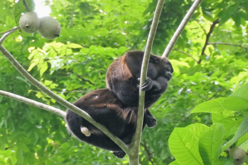 Alouatta palliata