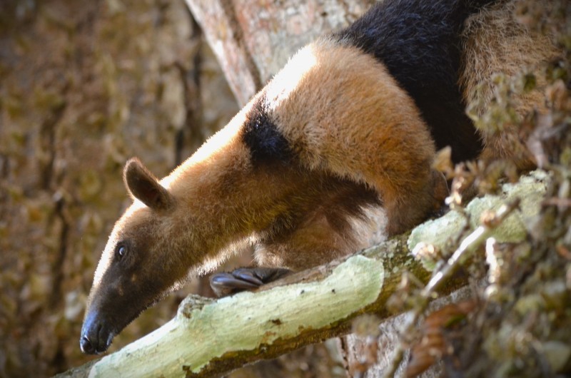 Tamandua mexicana