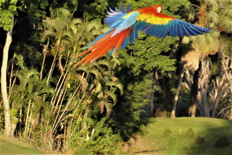 Scarlet Macaw