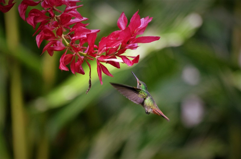 Rufous-tailed Hummingbird