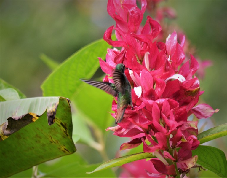 Rufous-tailed Hummingbird
