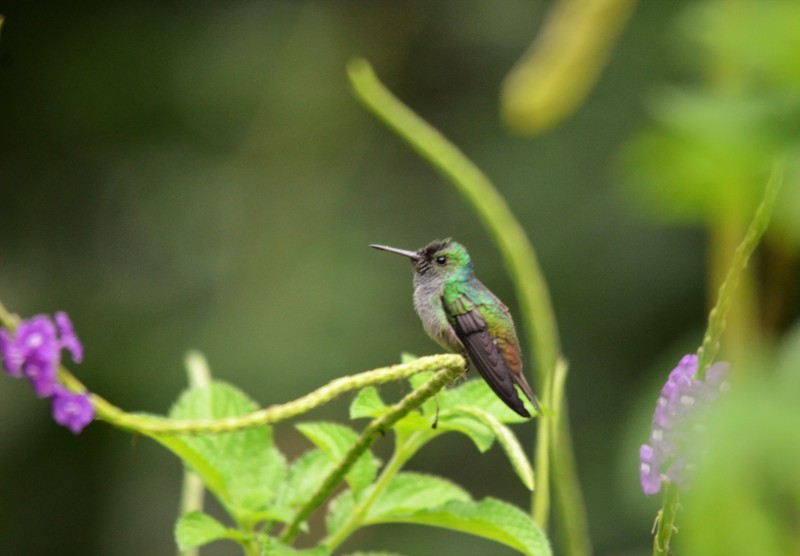 Blue-chested Hummingbird (female)