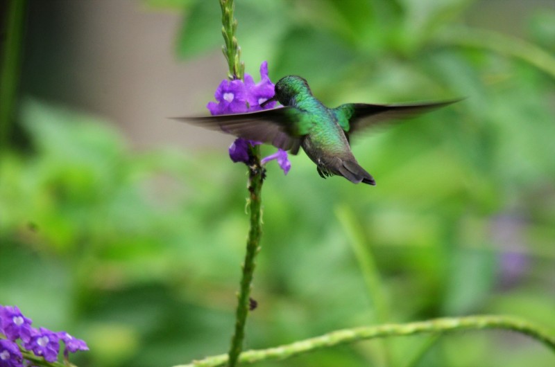 Blue-chested Hummingbird (female)
