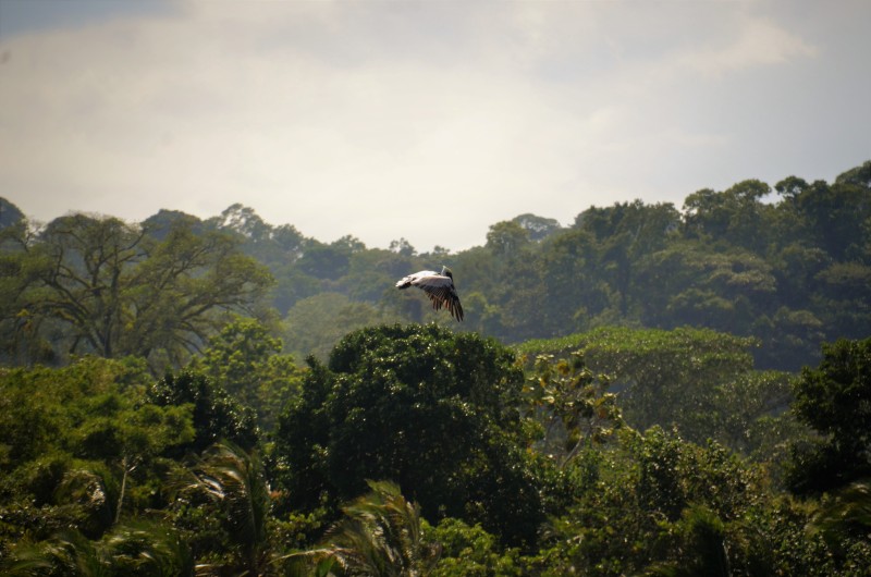 Brown Pelican against the jungleBrown Pelican - Talamanca, Costa Rica