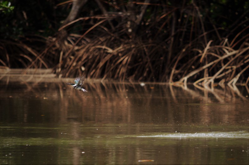 Amazon Kingfisher