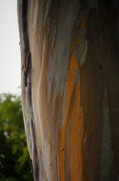 Rainbow Eucalyptus