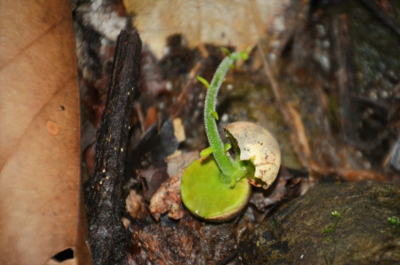New Life - Santa Lucia Falls, Costa Rica