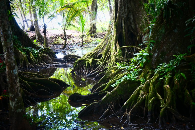 Magical Forest