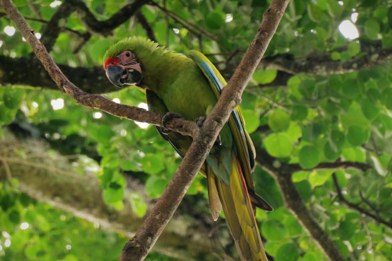 Great Green Macaw